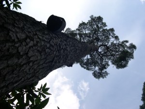 Grove, Brockwood Park, UK