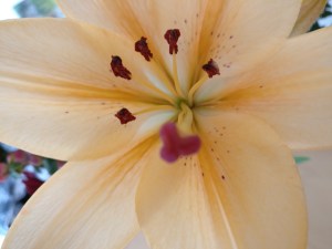 IMG_20170518_072944